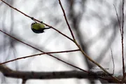 Валерий Шахов