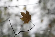 Гөлфиә Акулова
