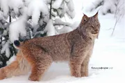 Башҡортостандың Тәбиғәттән файҙаланыу һәм экология министрлығы сайты
