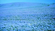 Башҡортостандың Ауыл хужалығы министрлығы