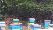 видеонан скриншот