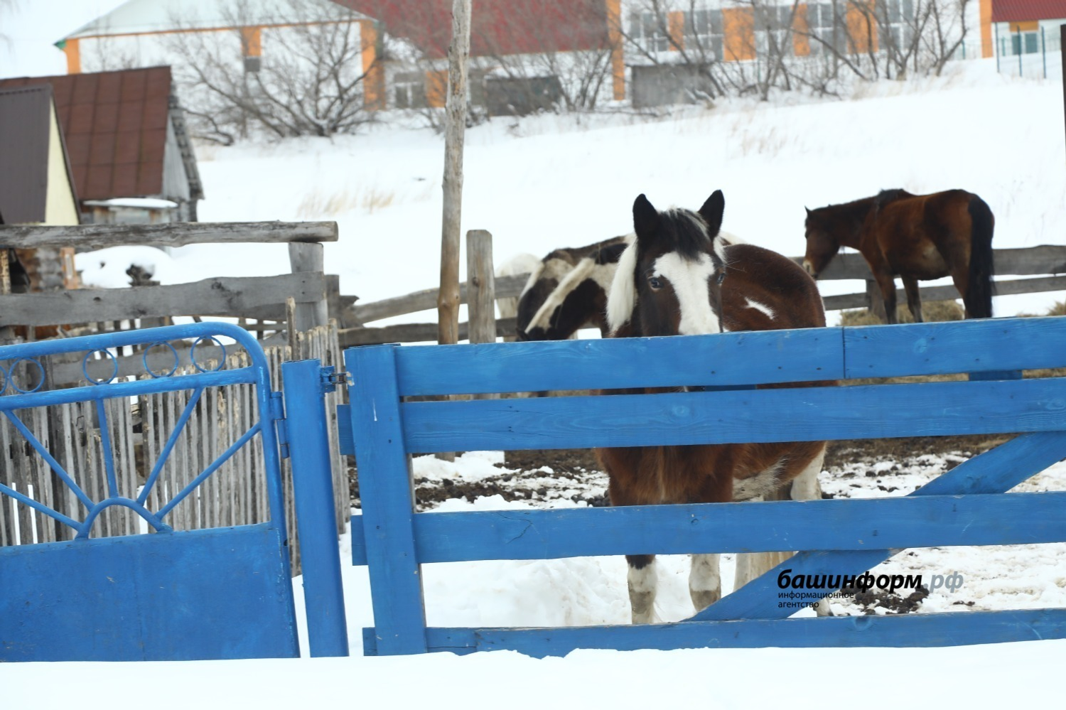 Валерий Шахов  «Башинформ»