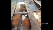видеонан стоп-кадр