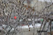 Валерий Шахов
