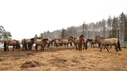 Башҡортостан Башлығының матбуғат хеҙмәте
