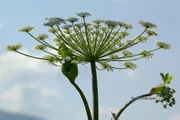 plantarium.ru