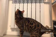 Ксения Калинина