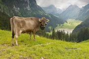 Известия